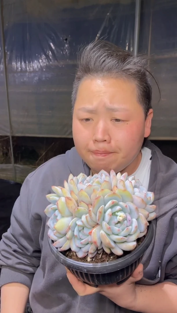 【闪购商品】27-挑大的五头起星影带盆土9.99