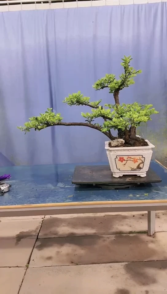 无花朵翠米茶翠米茶翠米茶翠米茶翠米茶