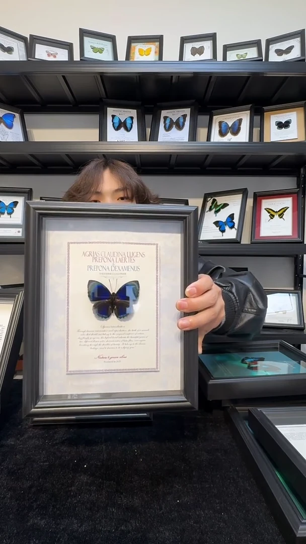 玻璃真实蝴蝶标本