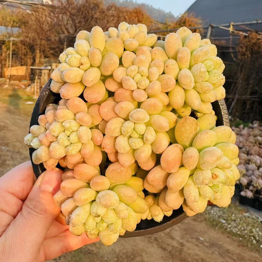 【2盆鱼子酱】168多肉植物好看好养露养 以直播间展示为准 满15包邮
