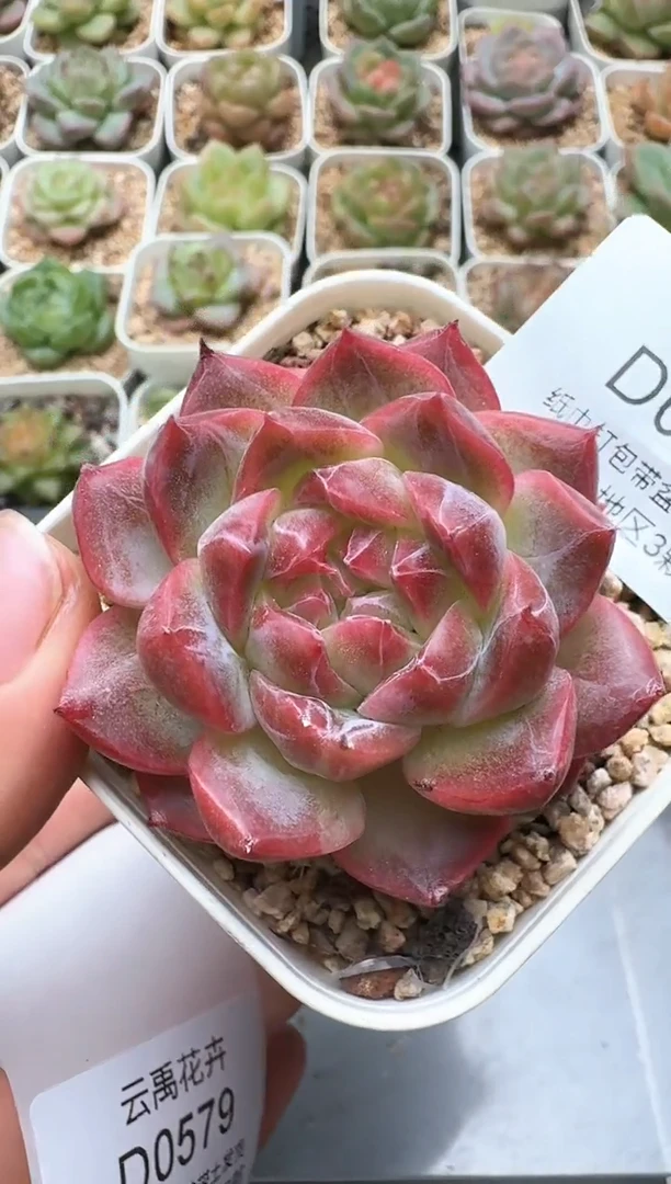 578D云禹多肉植物 带盆土纸巾打包 3颗包邮