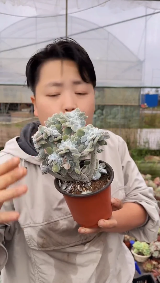 （1叶片起）雪晃星缀化3.99