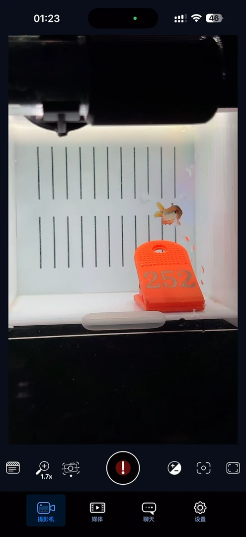 灯科鱼【252】老版彩虹魔鬼