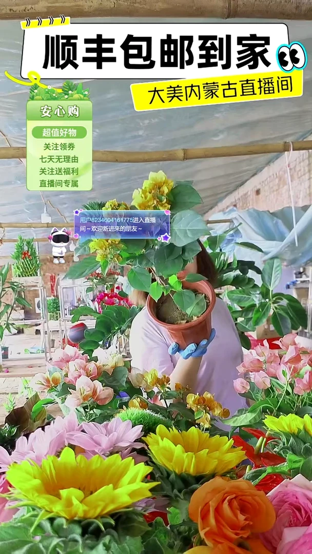 完全开放加州黄三角梅