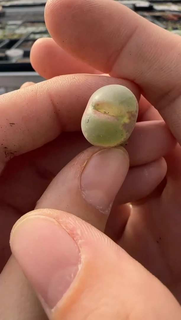 【闪购商品】9-214