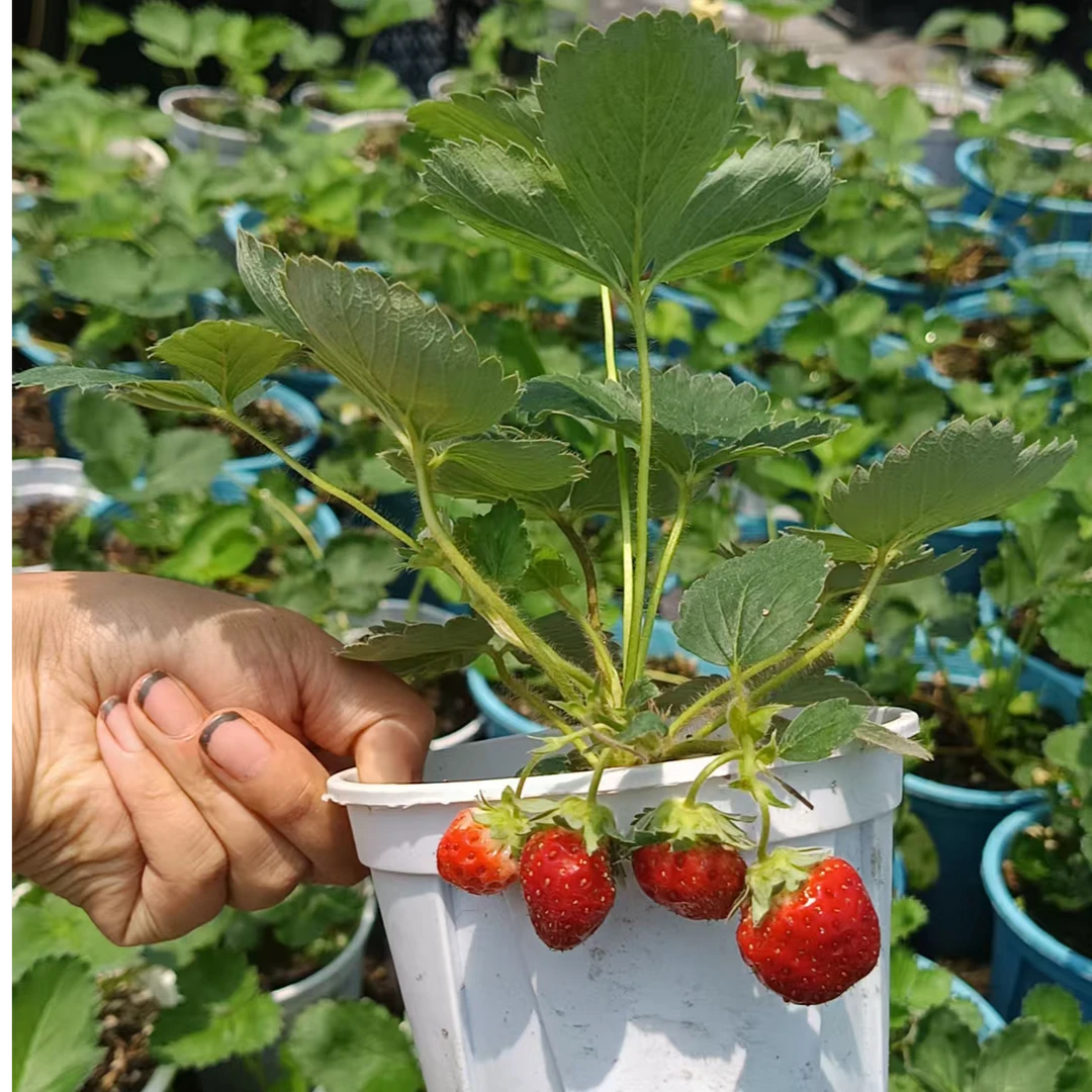 混合四季草莓带花带果 优质草莓盆栽