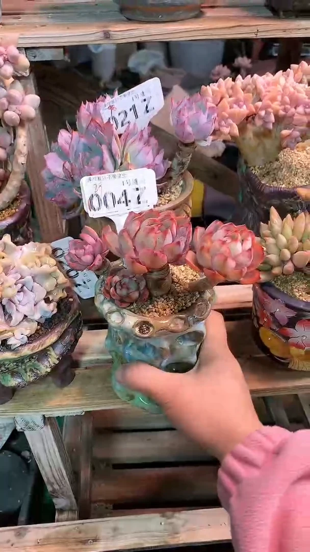 【闪购商品】004ZZZ