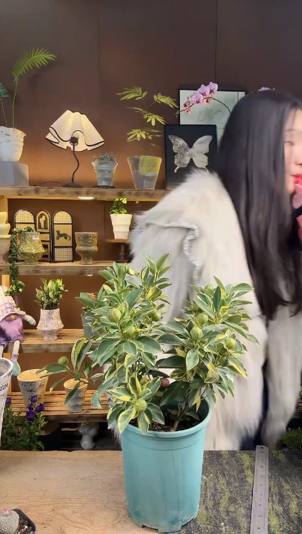 以实际为准花叶小青柠育苗盆