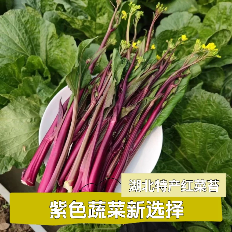 恩施自种洪山紫菜薹新鲜红菜苔新鲜农家菜苔农家露天菜苔红紫