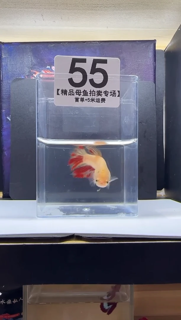 斗鱼母鱼编号：55