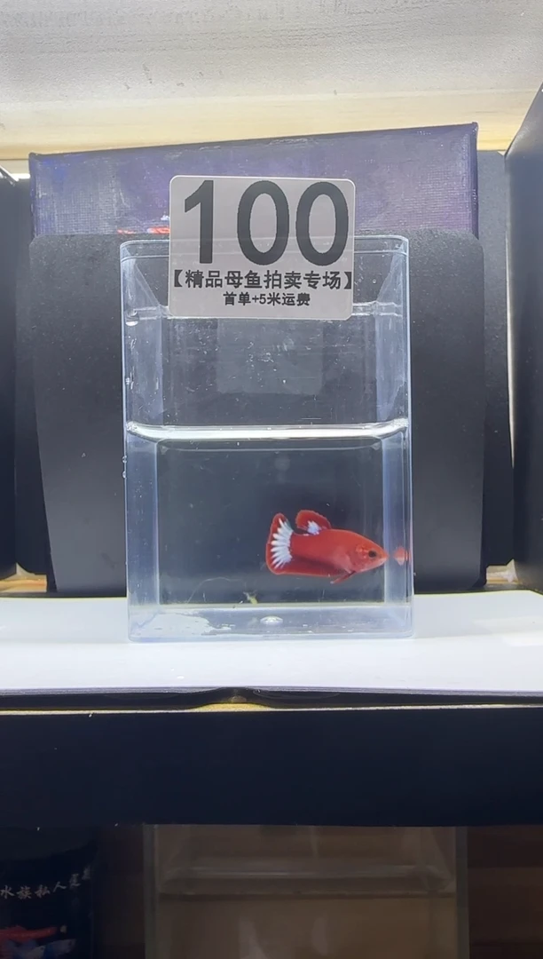 斗鱼母鱼编号：100