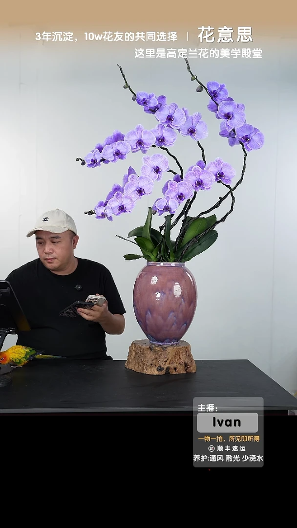 全部花朵001号链接【一物一拍】艺术盆景