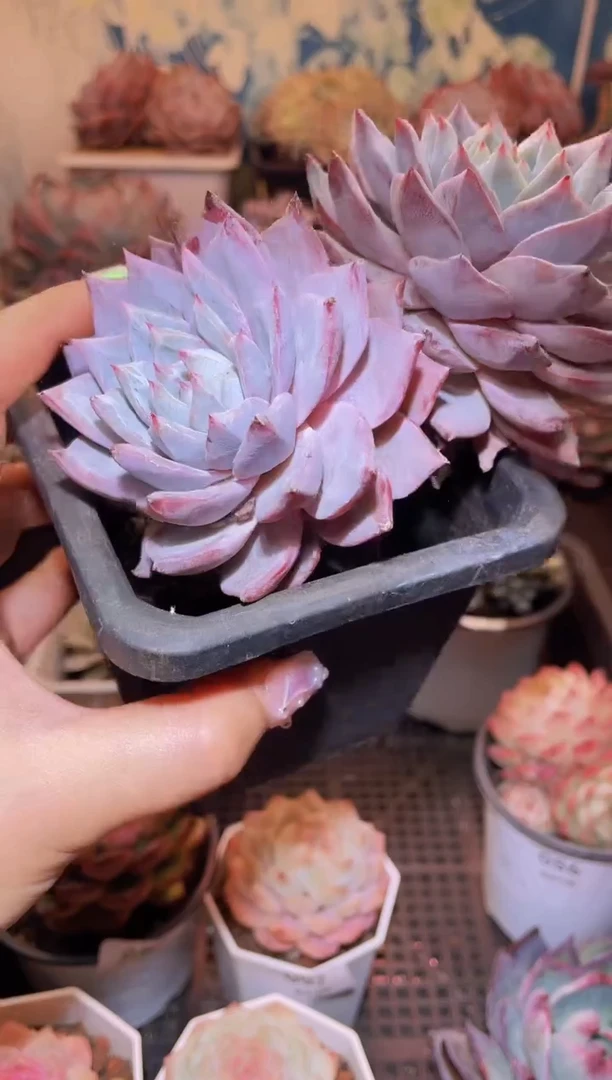 【闪购商品】059粉蓝鸟多肉