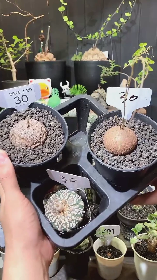 30号720福利南非龟甲龙买1送1个＋兜一个