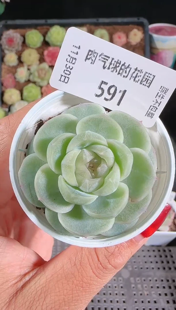 1130-591流光多肉群生不包整