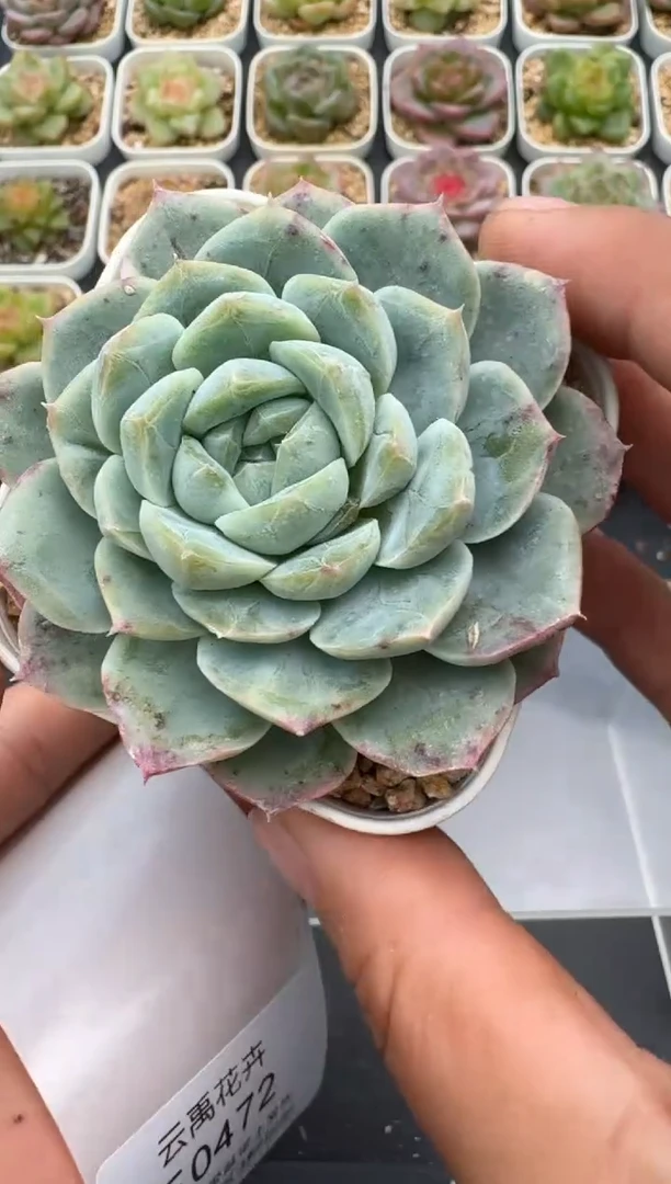 471E云禹多肉植物 带盆土纸巾打包 3颗包邮