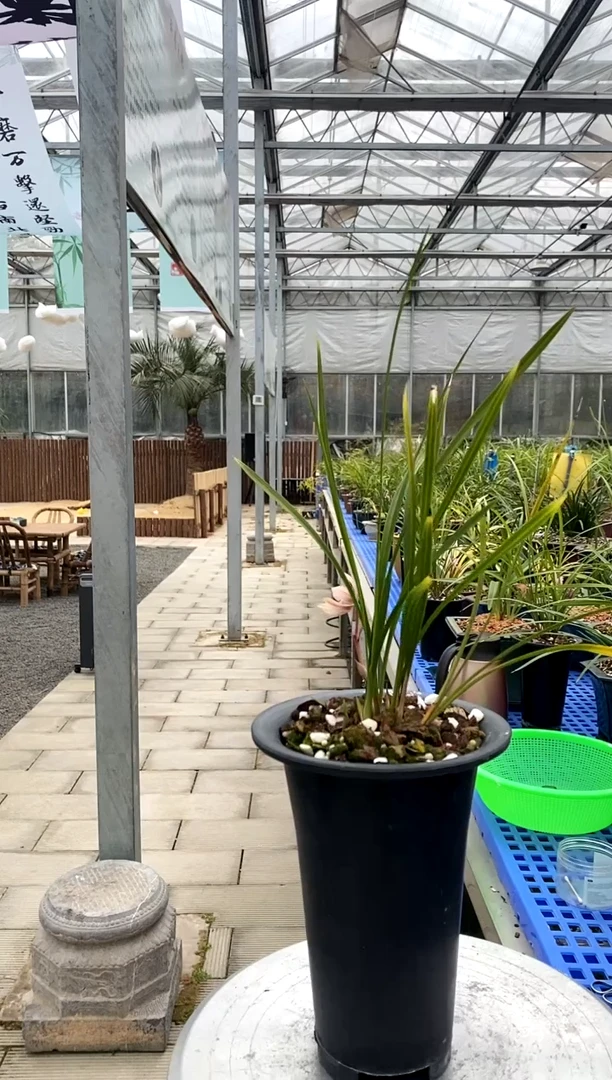 【闪购商品】灵素牡丹，金罗盘