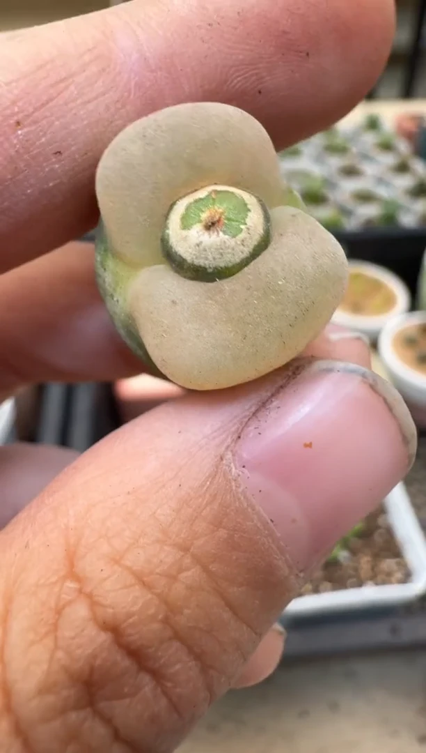 【闪购商品】2/4-2.