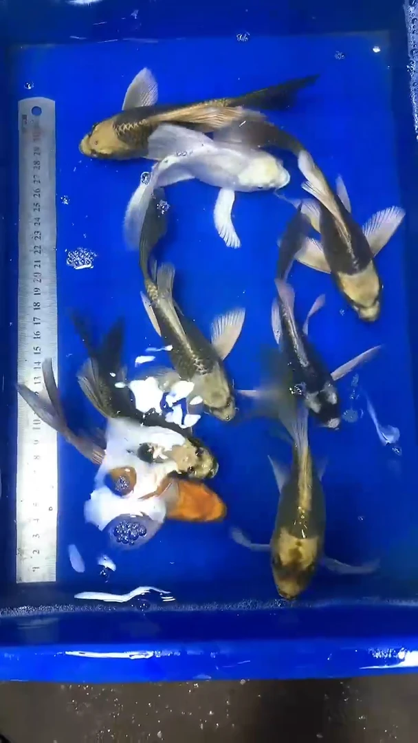 蝴蝶鲤蝴蝶鲤直播选鱼专用链接