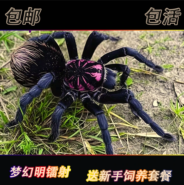 哥伦比亚梦幻明镭射宠物足展6厘米南美大型X属地栖