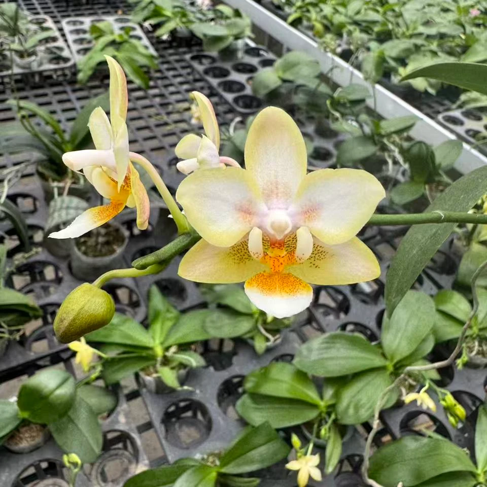 旭日生物小香花（2.5）