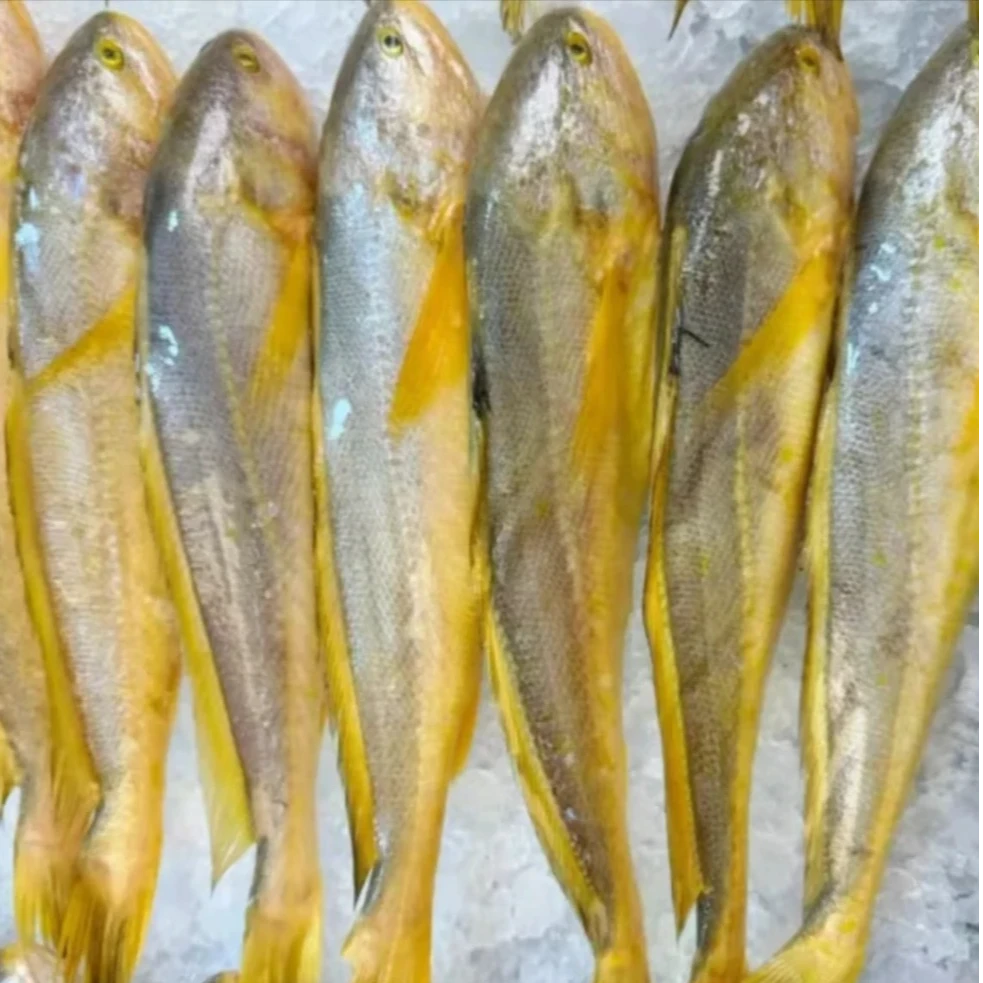 新鲜海捕黄鱼10条约4.8斤 深海天然 肉质鲜美