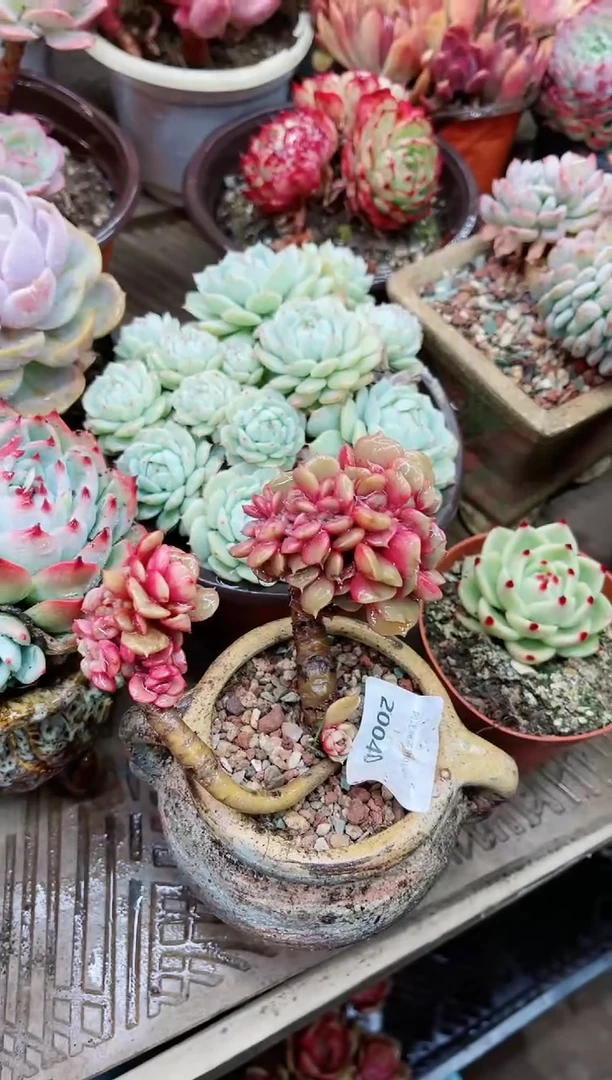 【闪购商品】20040