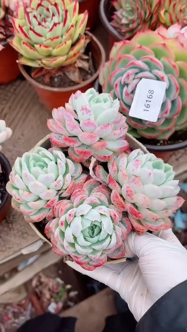 【闪购商品】16168