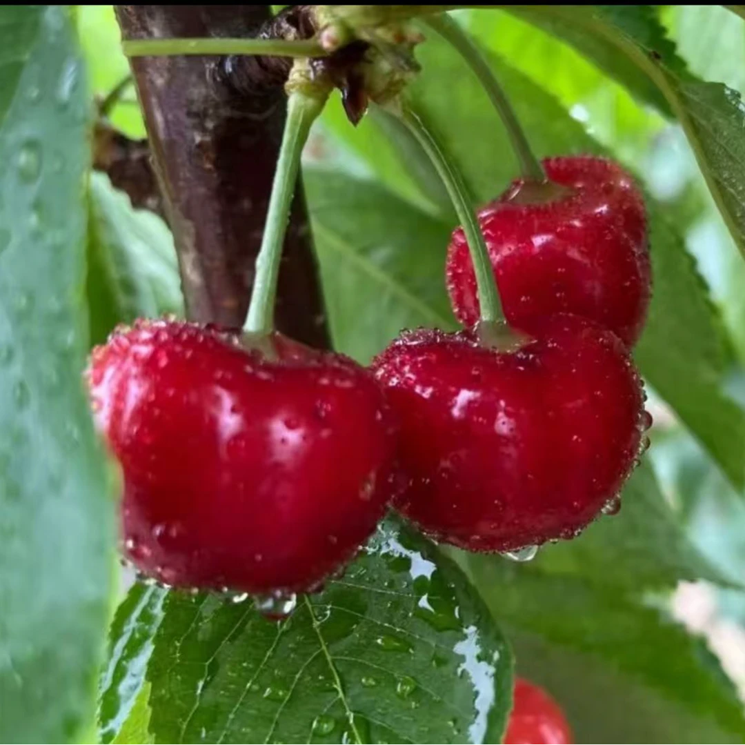 陕西渭南澄城风味独特九甜一酸布鲁克斯（小文一号），现摘现发