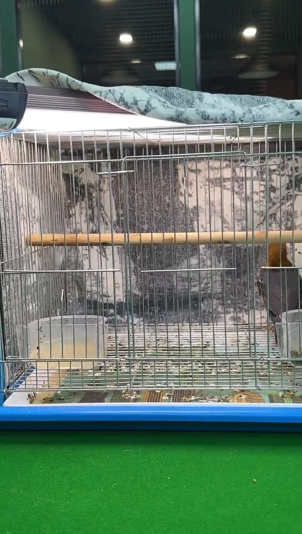 44号橙头老毛养笼0元起拍