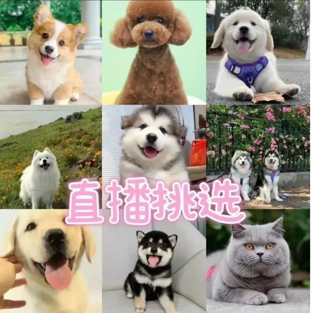 可爱活体狗狗热卖链接