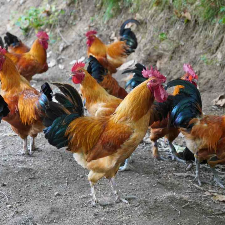 【公鸡称重】散养稻谷杂粮喂养1年半跑山鸡现拍现杀七五杀