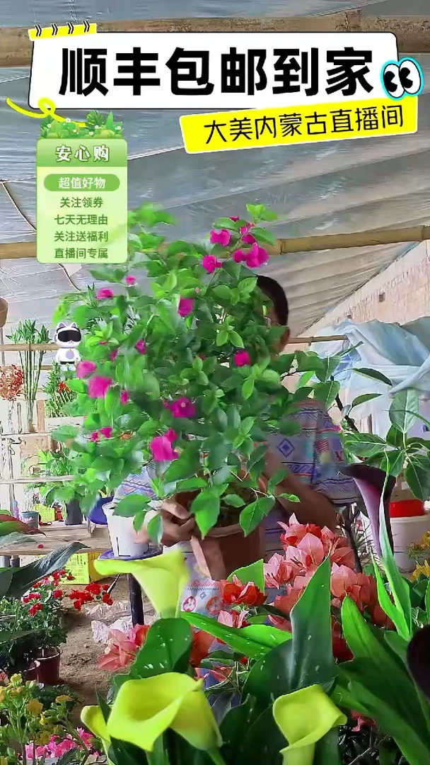 完全开放云南紫三角梅