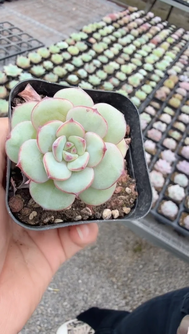 东云多肉园新款-33