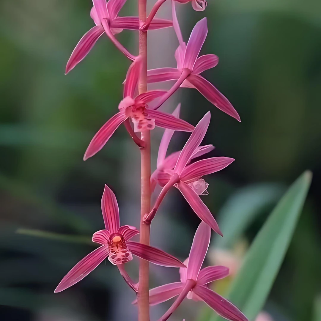 墨兰新娘兰花室内花好养易活