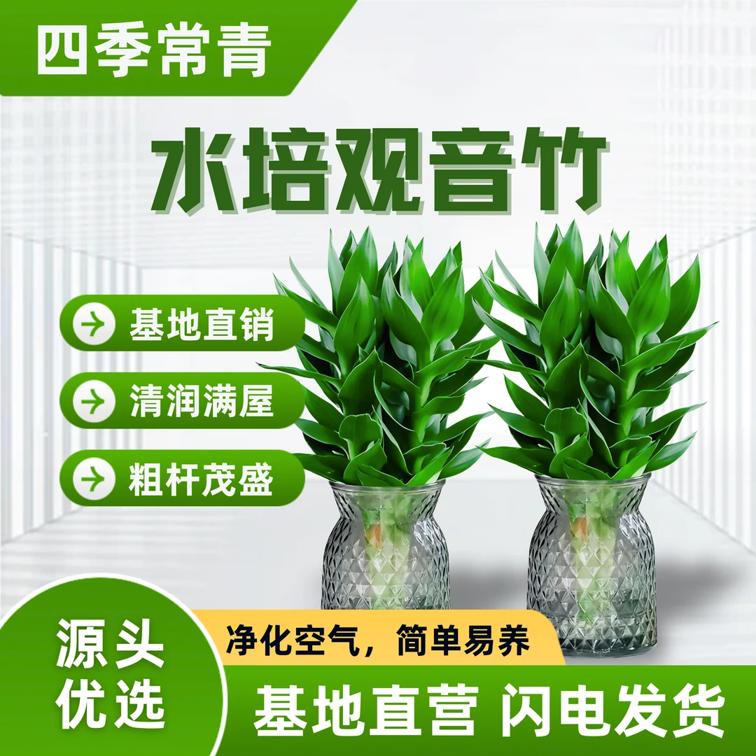 【买一送一】水培观音竹莲花竹室内绿植好养活四季常青净化清新空气