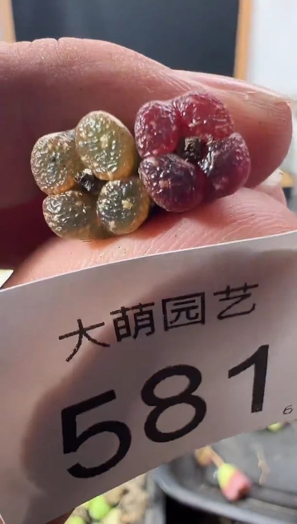 一物一拍         581