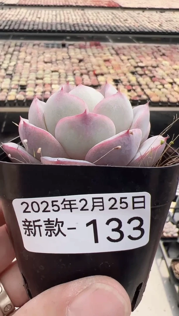 【闪购商品】新款多肉-133