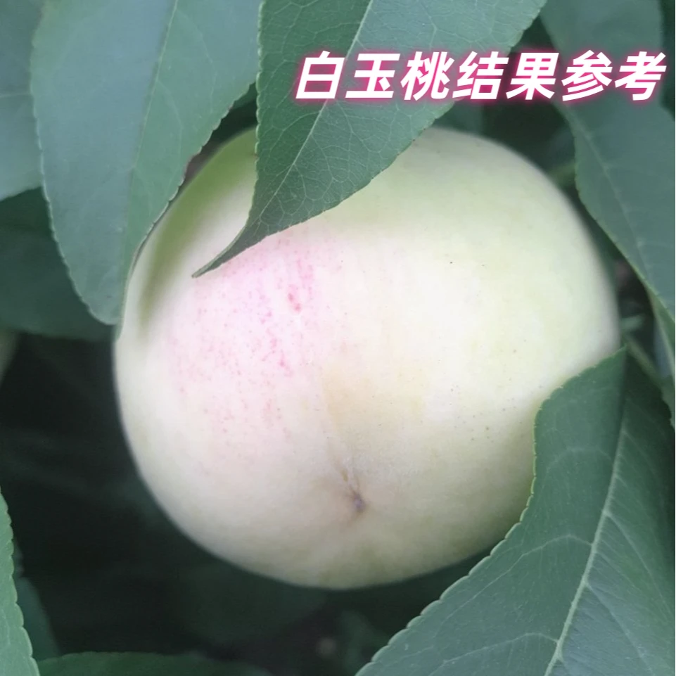 白桃树苗新品种 白如玉桃树苗 白如雪桃树苗时间长特耐贮运白桃苗