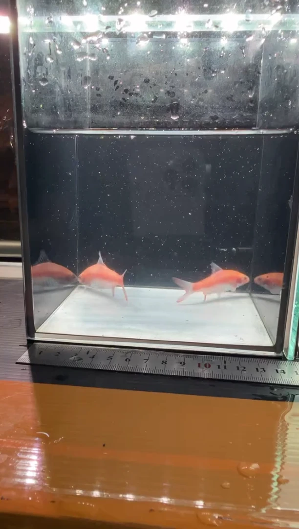 海水鱼白子红尾鲫11