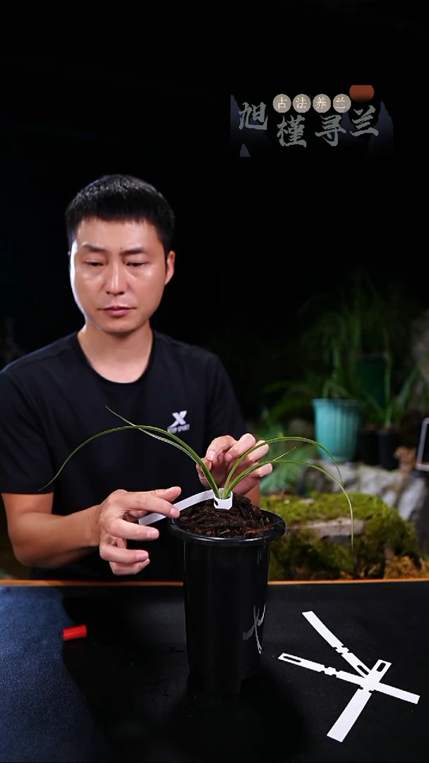 当前无花栽培后可以开花用****5蕙兰-中透艺（单前垄）