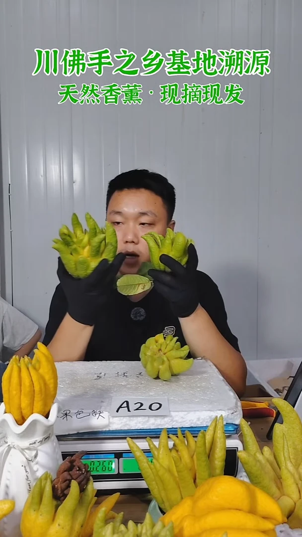 柑橘一物一拍  高山川佛手柑鲜果A20（断枝不售后）