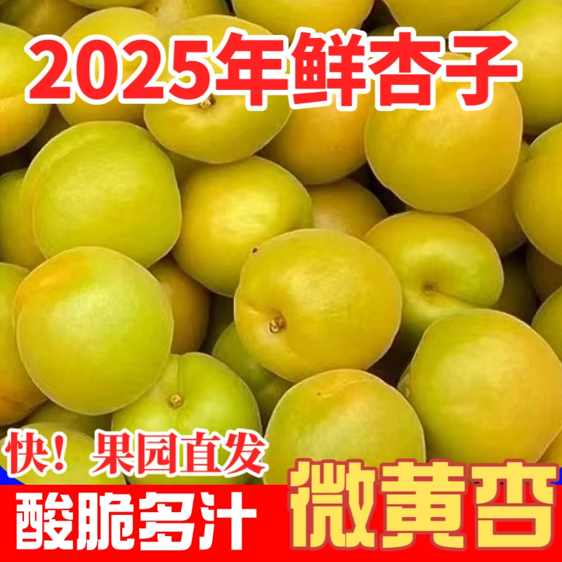 微黄杏子当季半青半黄酸脆爽口现摘速发孕妇水果应季水果整箱包邮