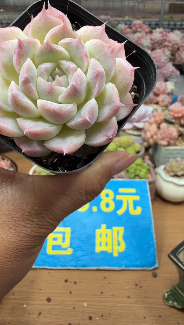 东云多肉园二店-291