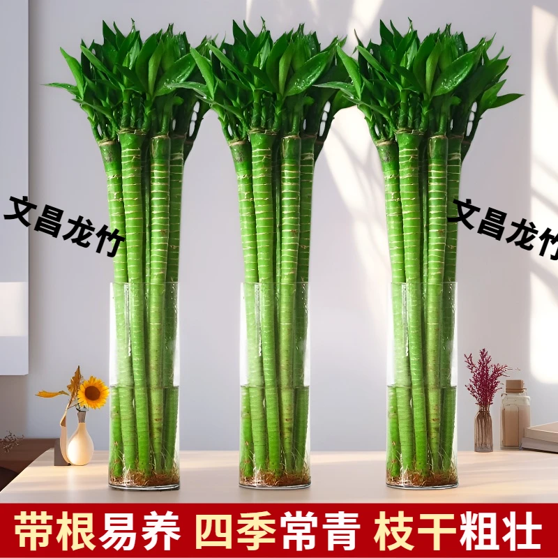 带根龙竹水养富贵4支转运竹节节高水培植物室内客厅植物文昌竹