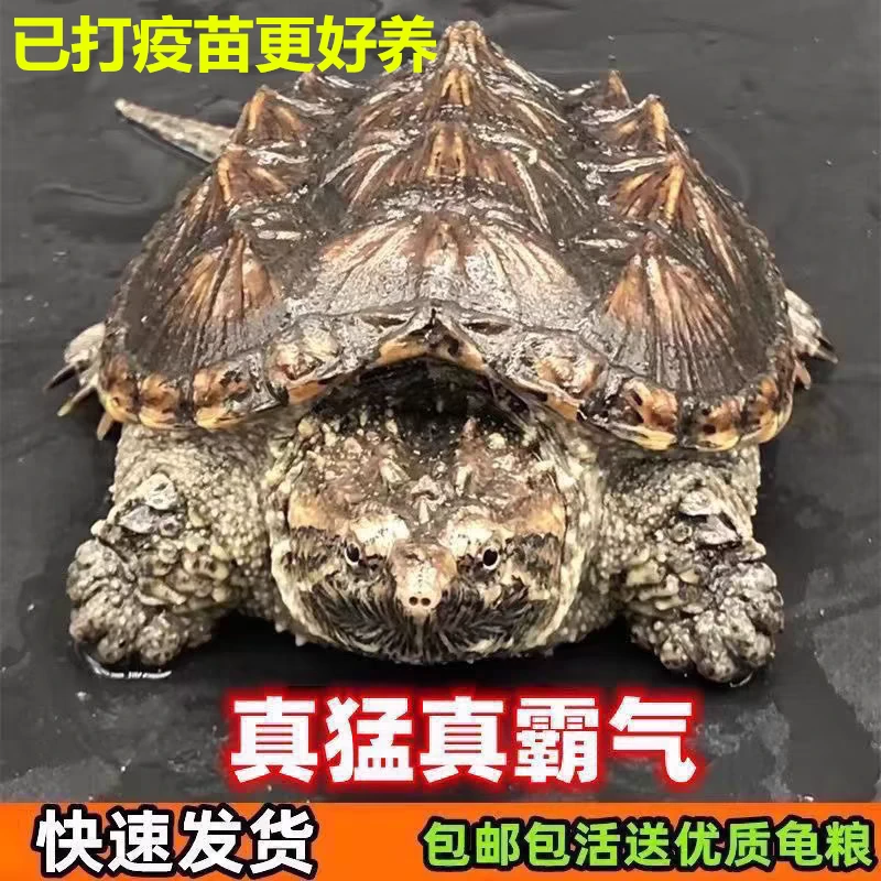 鳄龟活物外塘小鳄龟宠物龟凶猛龟观赏龟杂佛鳄龟北美鳄龟乌龟活体