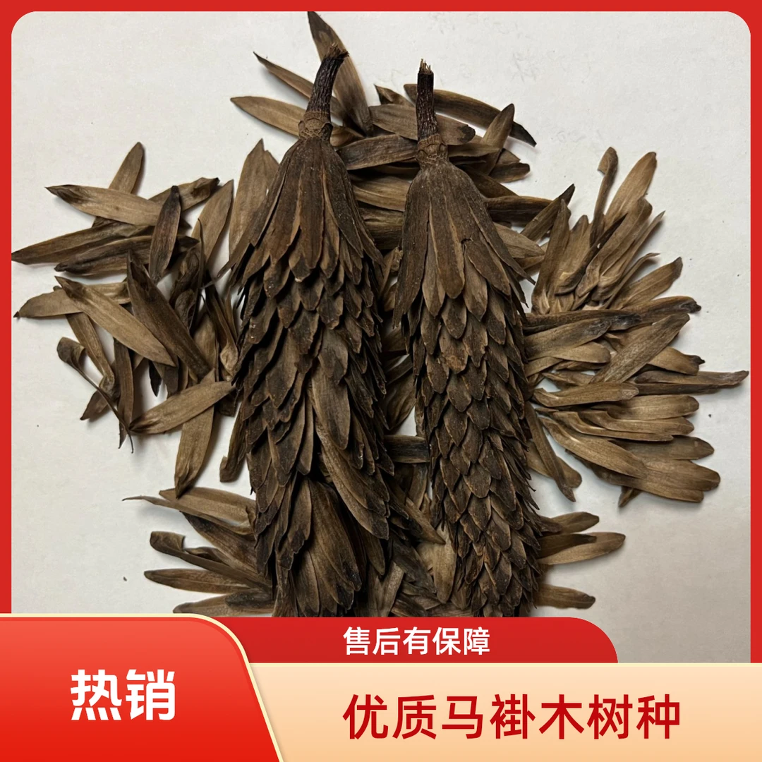 马褂木种子（鹅掌楸）老树种子基地直发品质保障