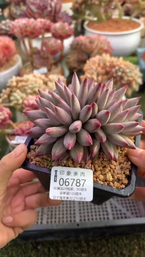 【闪购商品】06787