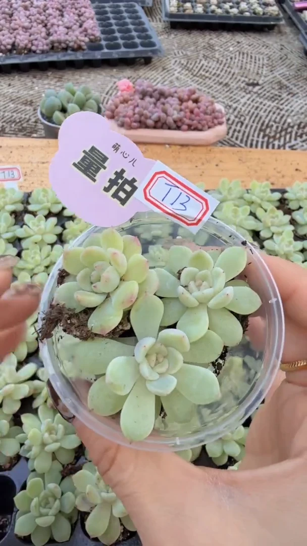 T13单双混 3颗量拍多肉植物 满9.9包邮