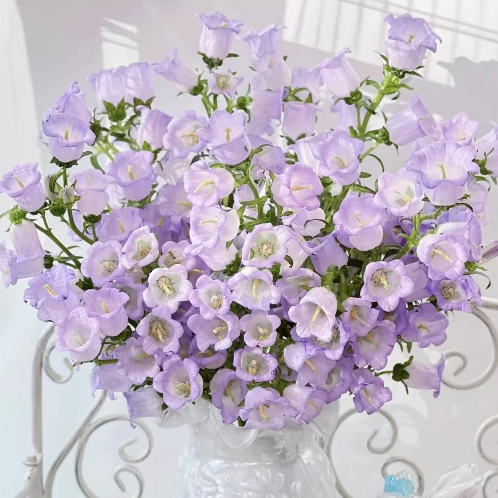 【3扎自选色丨风铃花】春日氛围粉色紫色鲜切云南斗南直发花材风玲